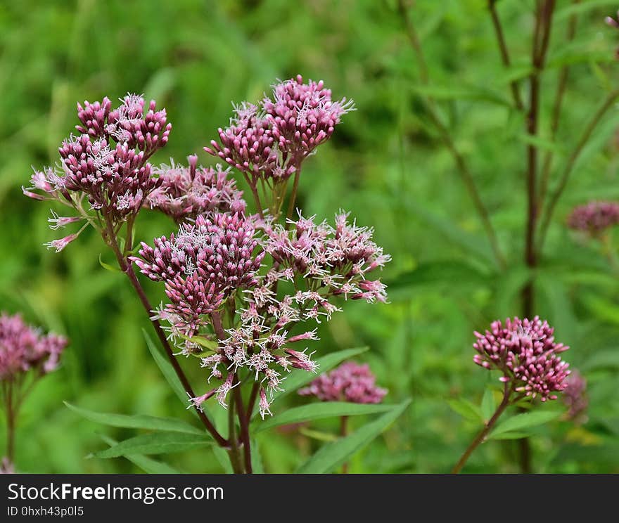 Plant, Flower, Flora, Ironweed