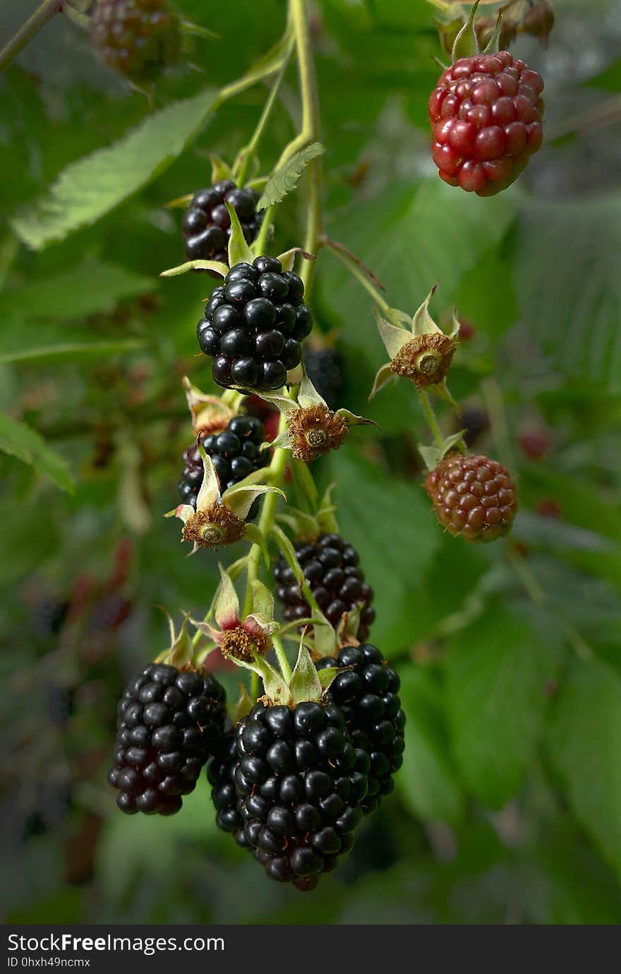 Blackberry, Berry, Raspberries Blackberries And Dewberries, Boysenberry