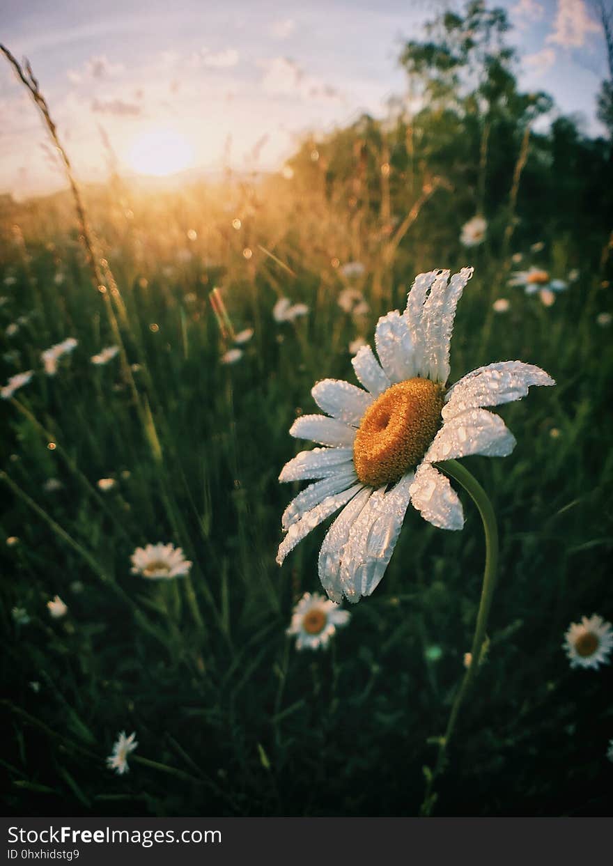 Flower, Oxeye Daisy, Wildflower, Flora