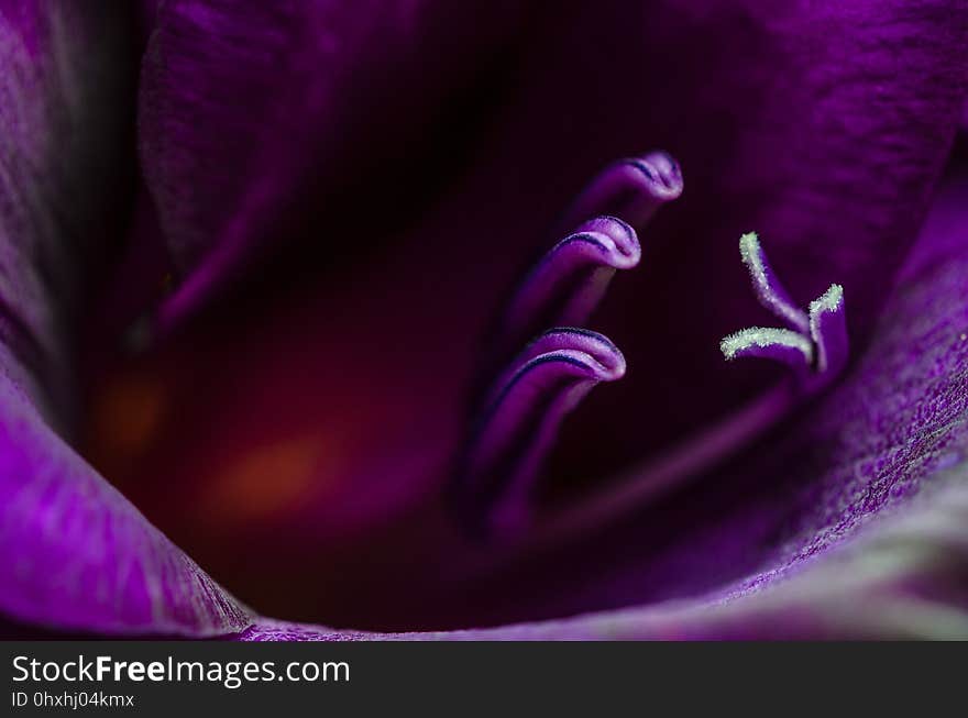 Violet, Purple, Flower, Close Up