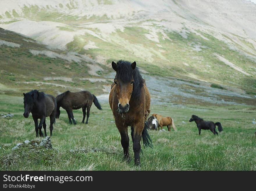 Horse, Pasture, Ecosystem, Horse Like Mammal