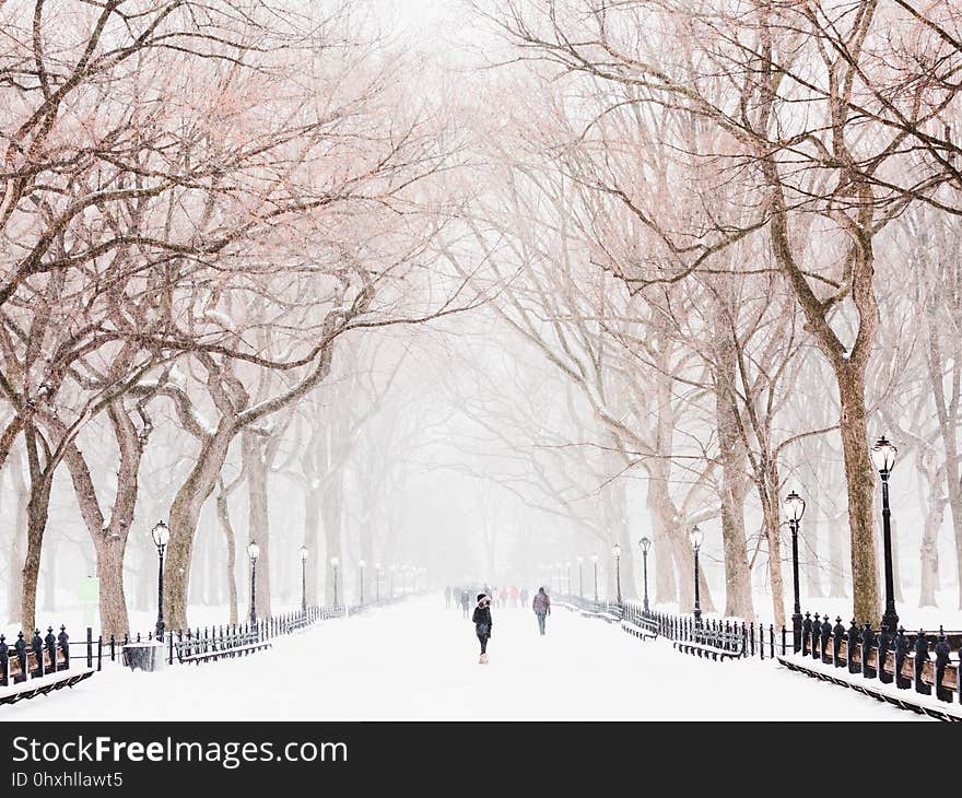 Winter, Snow, Tree, Freezing