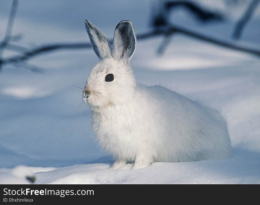 Mammal, Rabits And Hares, Hare, Rabbit