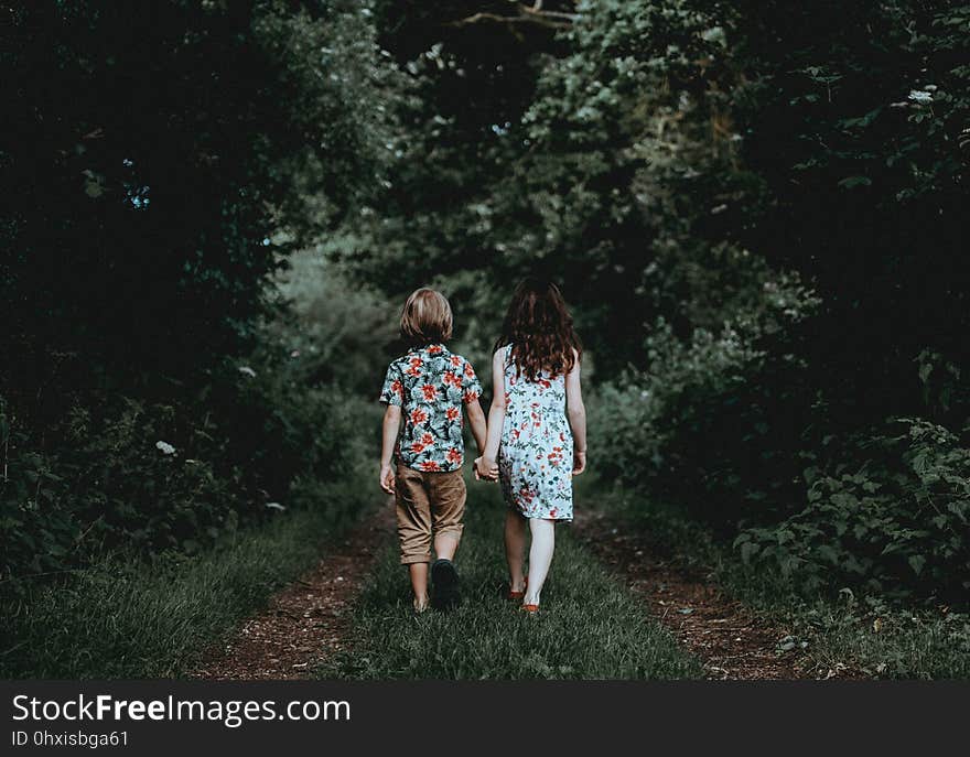 Nature, Photograph, Tree, Green