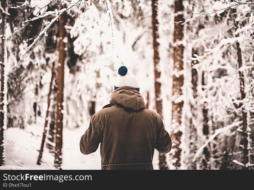 Winter, Snow, Tree, Photograph