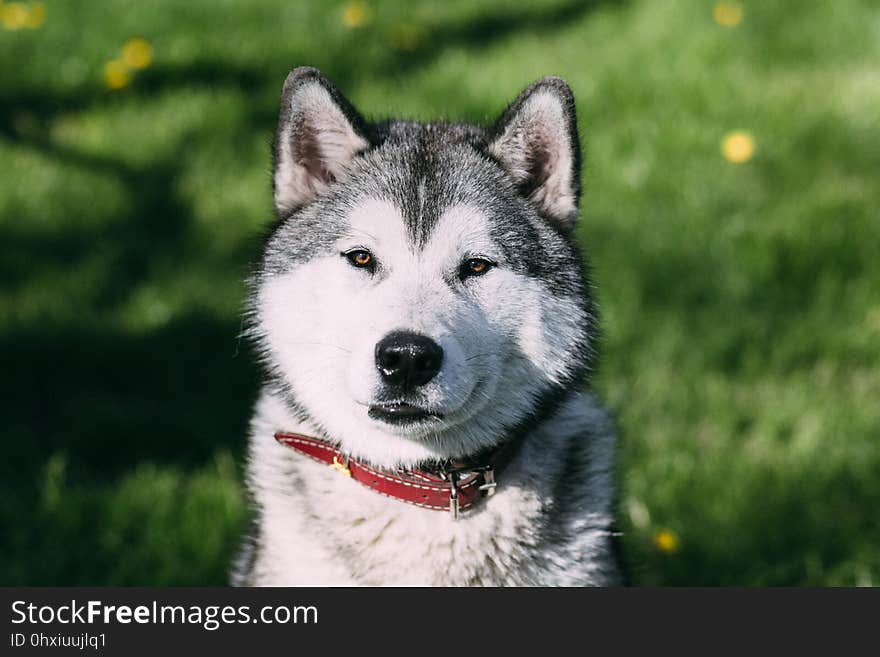 Dog Like Mammal, Dog, Dog Breed, Siberian Husky