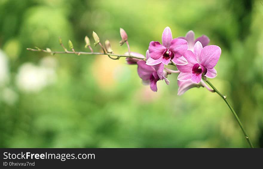 Flower, Flora, Plant, Flowering Plant