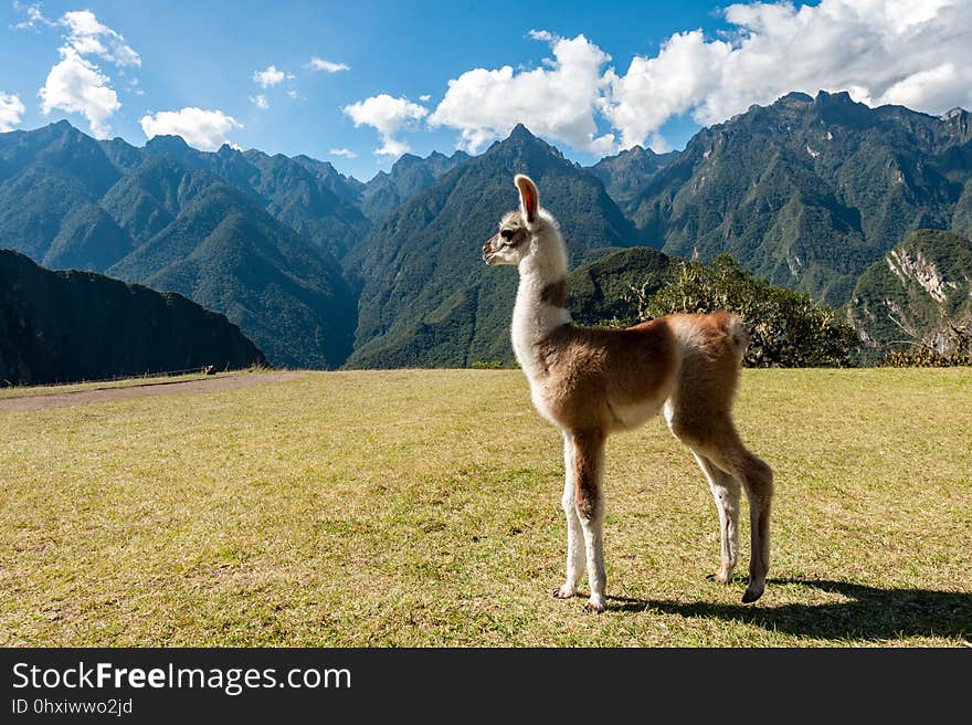 Llama, Grassland, Fauna, Ecosystem