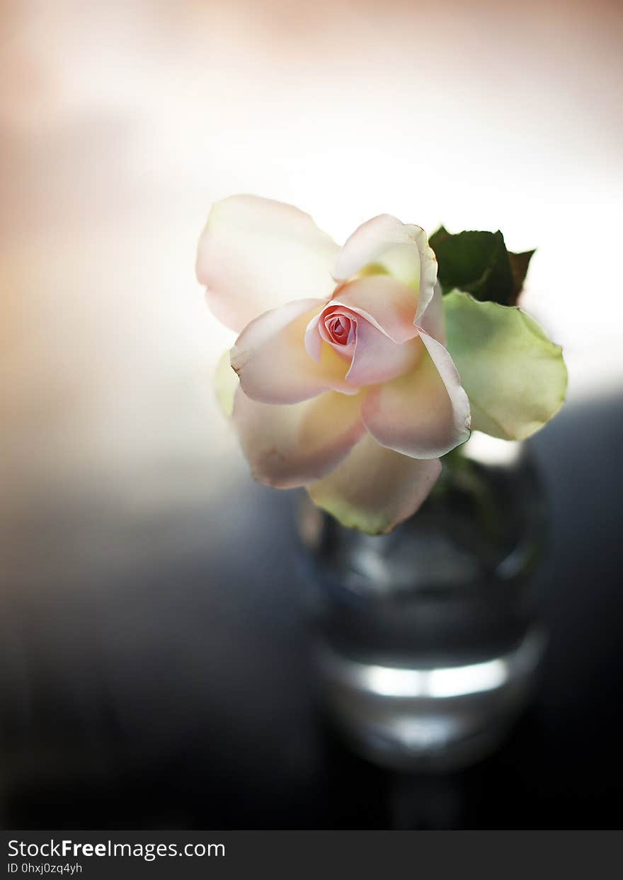 Flower, Pink, Flora, Close Up