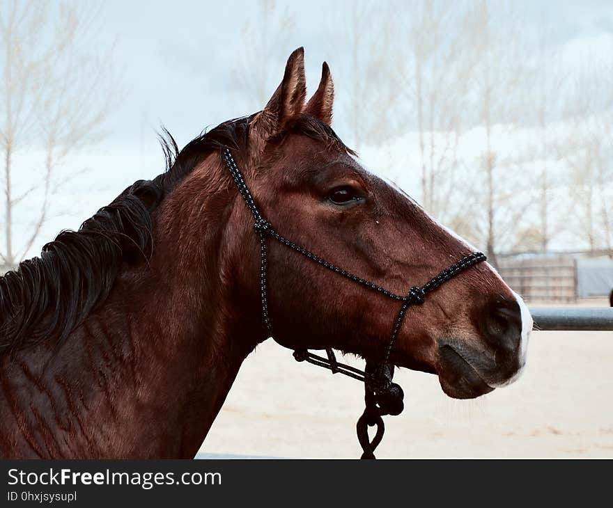 Horse, Halter, Bridle, Rein