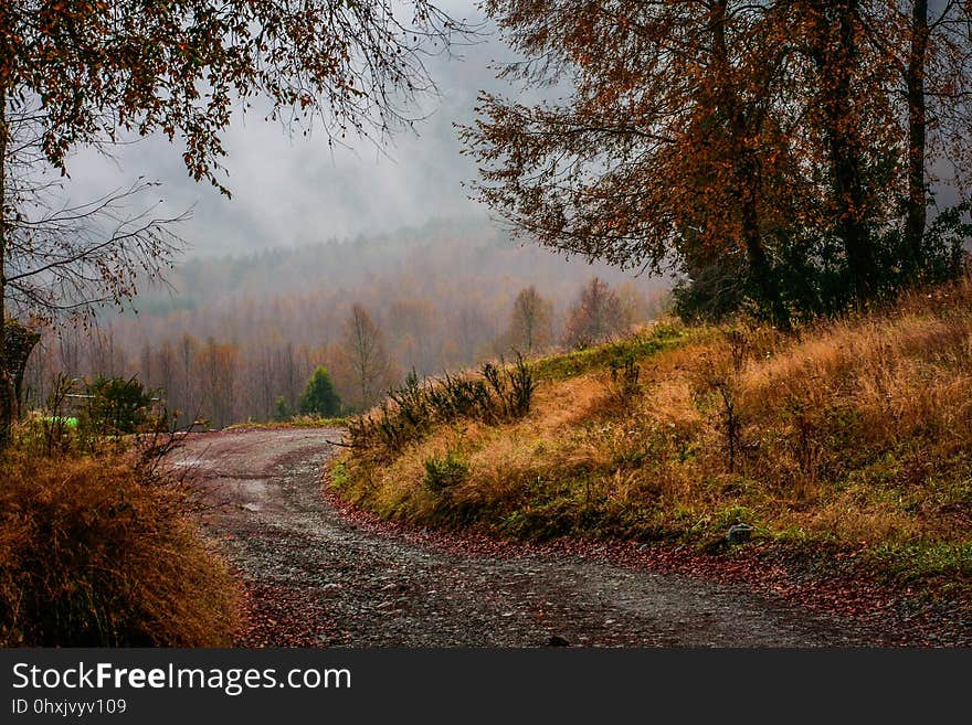 Nature, Path, Ecosystem, Leaf