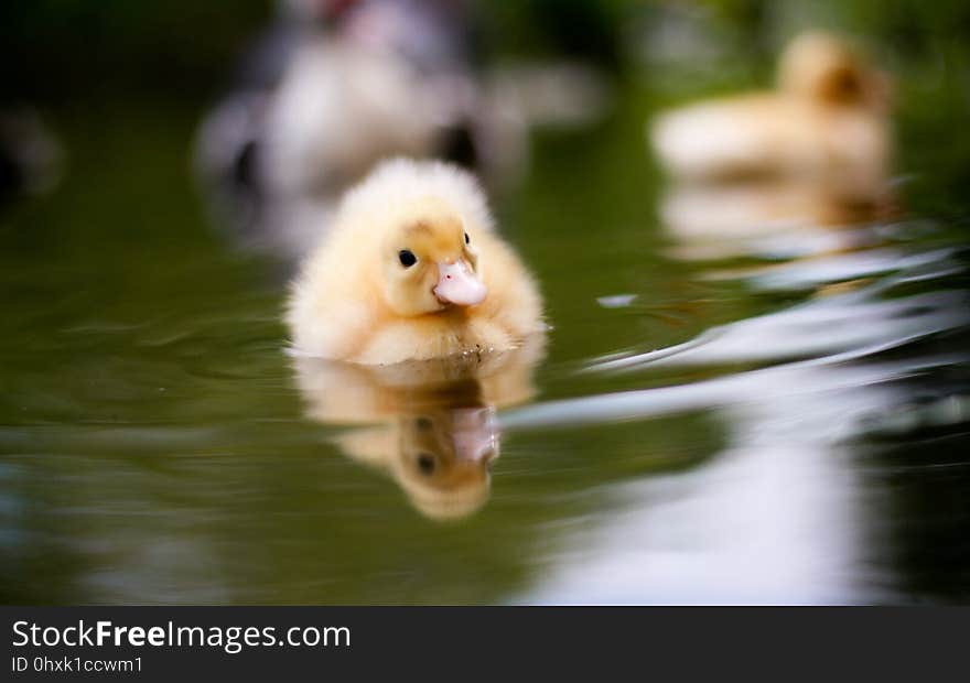 Bird, Duck, Water Bird, Water