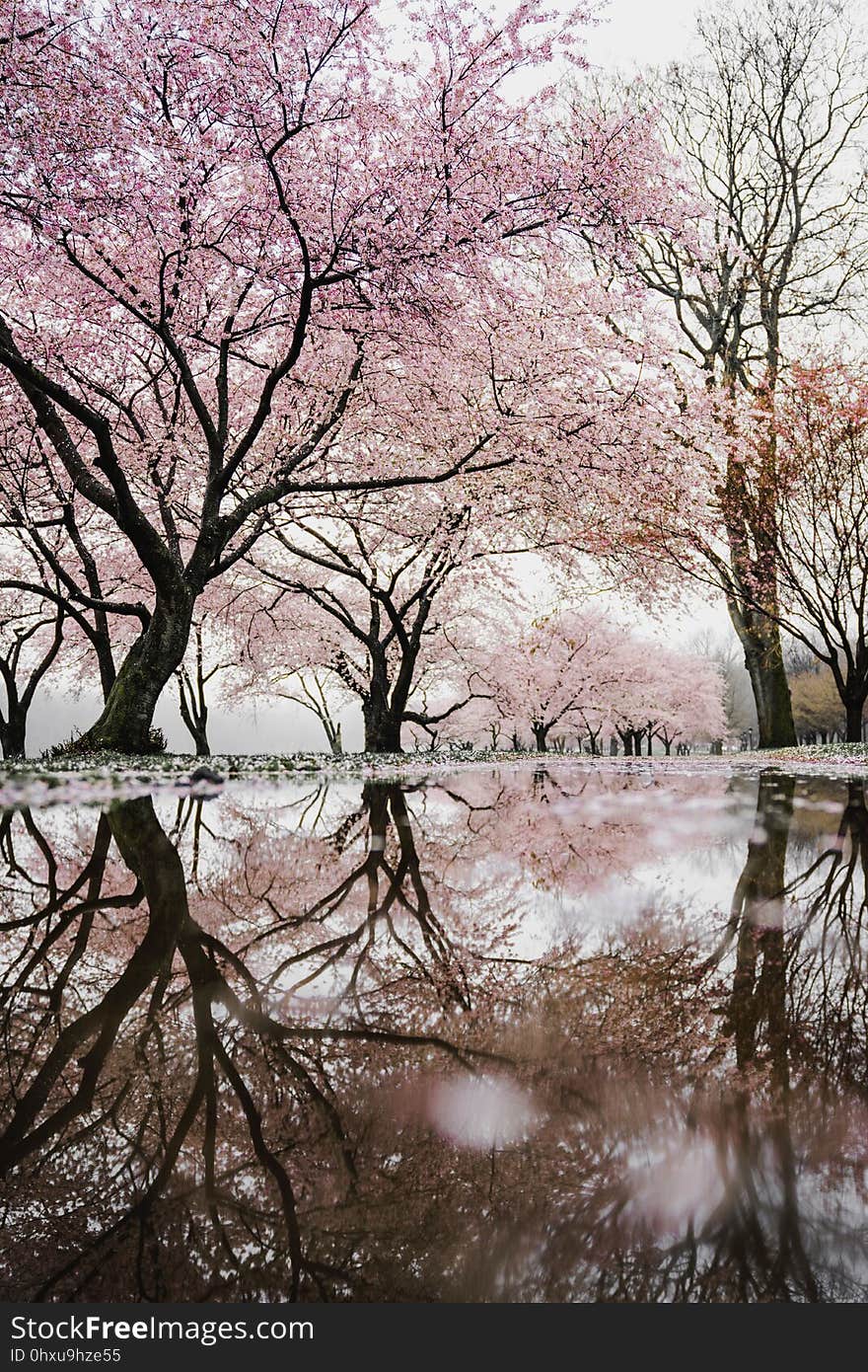 Tree, Reflection, Pink, Flower