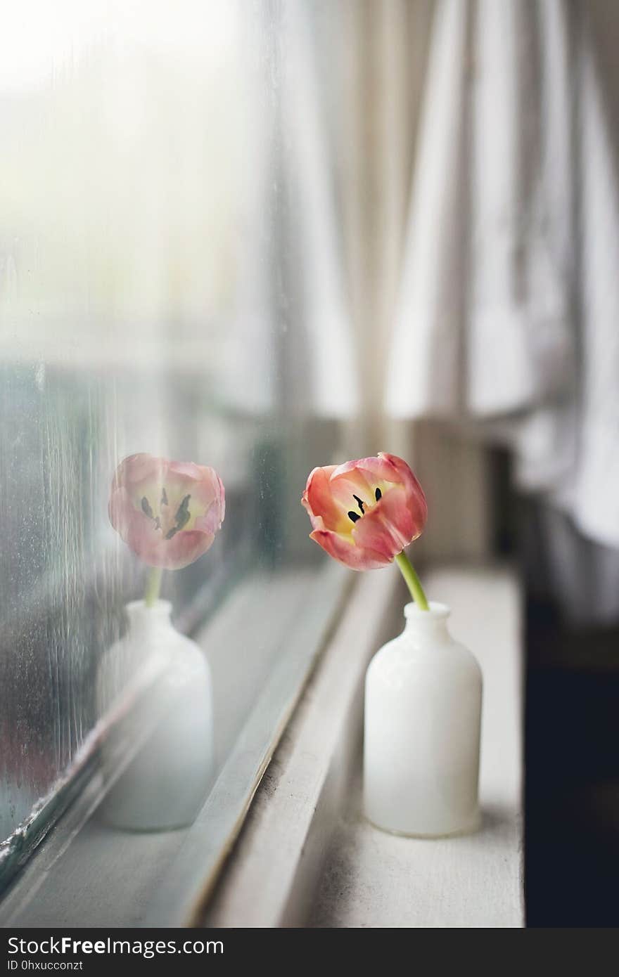 Flower, Petal, Still Life Photography, Floristry