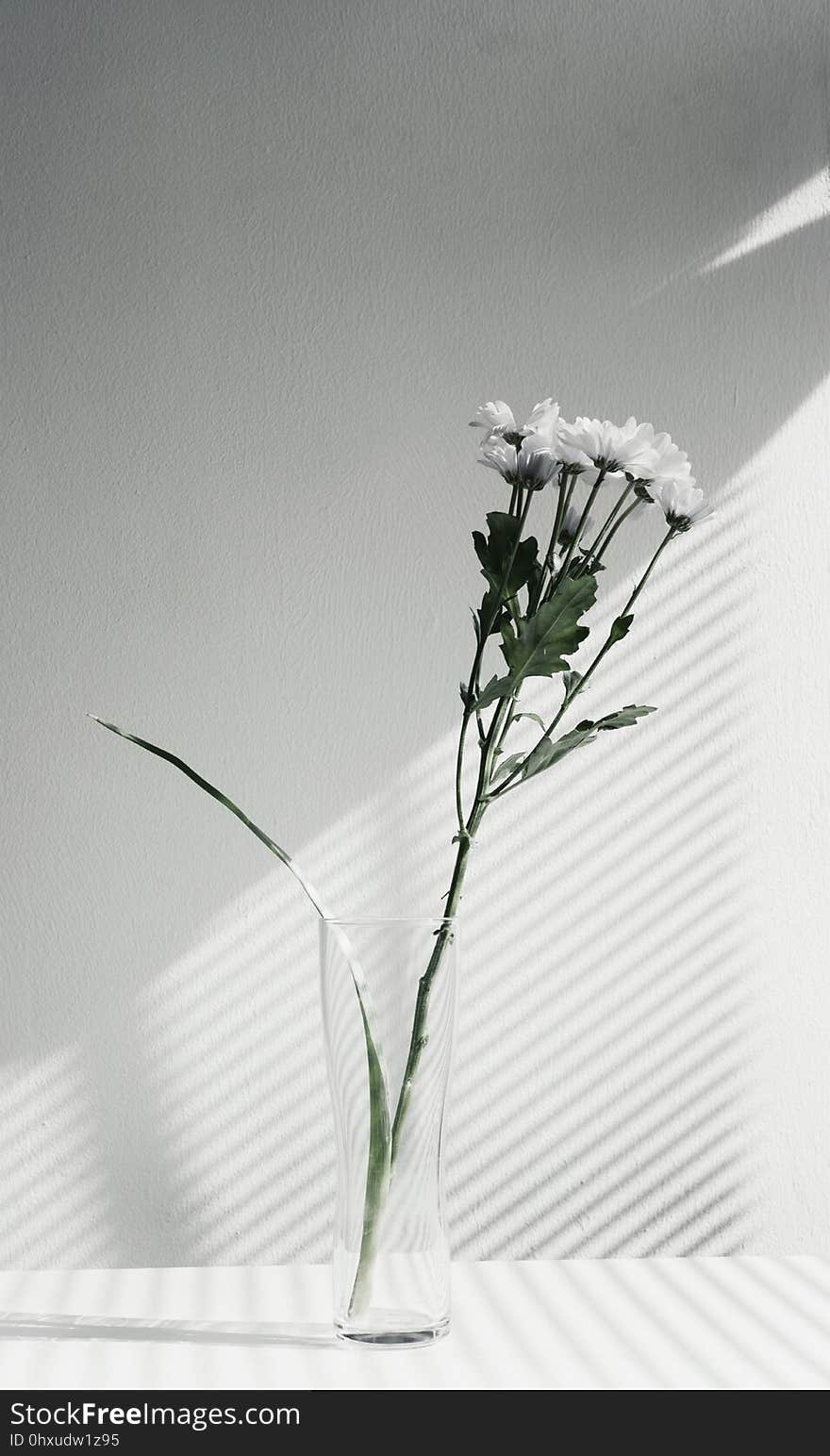 Flower, Vase, Plant, Still Life Photography