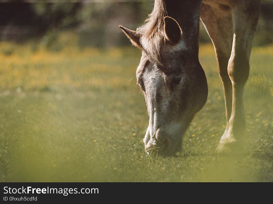 Wildlife, Grazing, Fauna, Grass