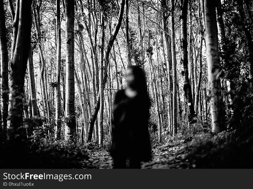 Tree, Black, Nature, Photograph