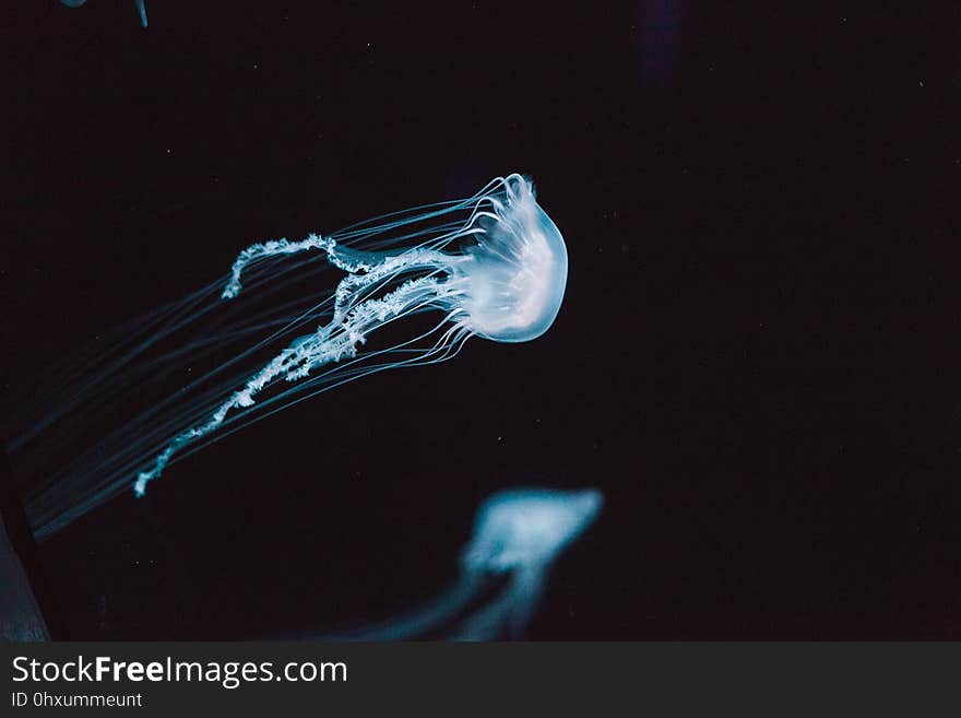 Jellyfish, Cnidaria, Water, Invertebrate