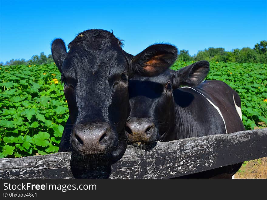 Cattle Like Mammal, Pasture, Grazing, Grass