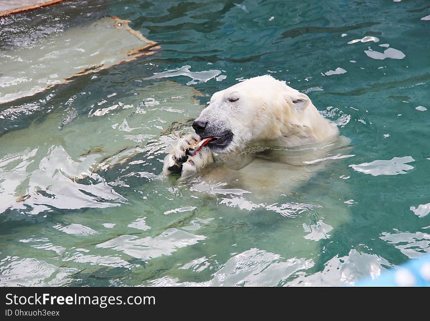 Polar Bear, Bear, Water, Fauna