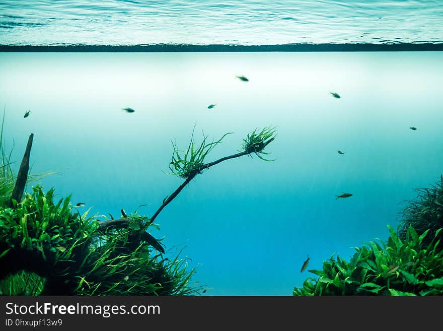 Water, Sea, Ecosystem, Vegetation