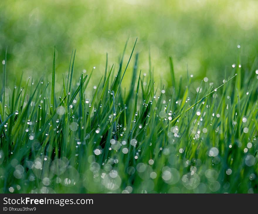 Water, Dew, Grass, Green