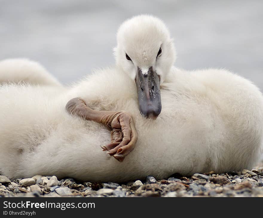 Water Bird, Swan, Beak, Fauna