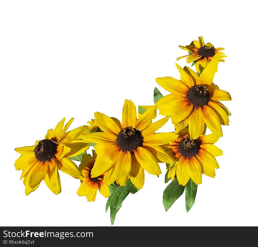 Flower, Sunflower, Yellow, Flowering Plant