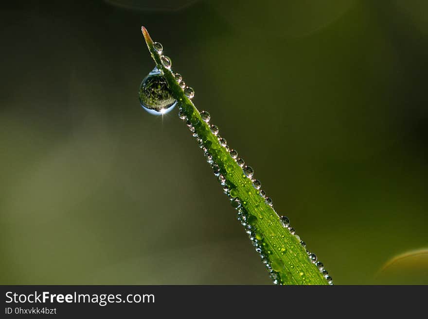 Water, Dew, Moisture, Macro Photography