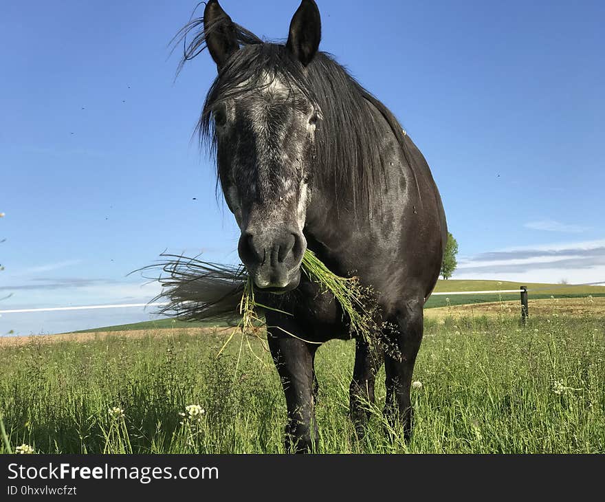 Horse, Ecosystem, Pasture, Grassland