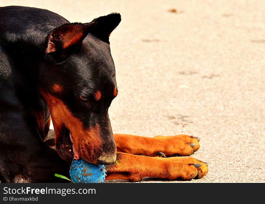 Dog, Dog Breed, Dog Like Mammal, Pinscher