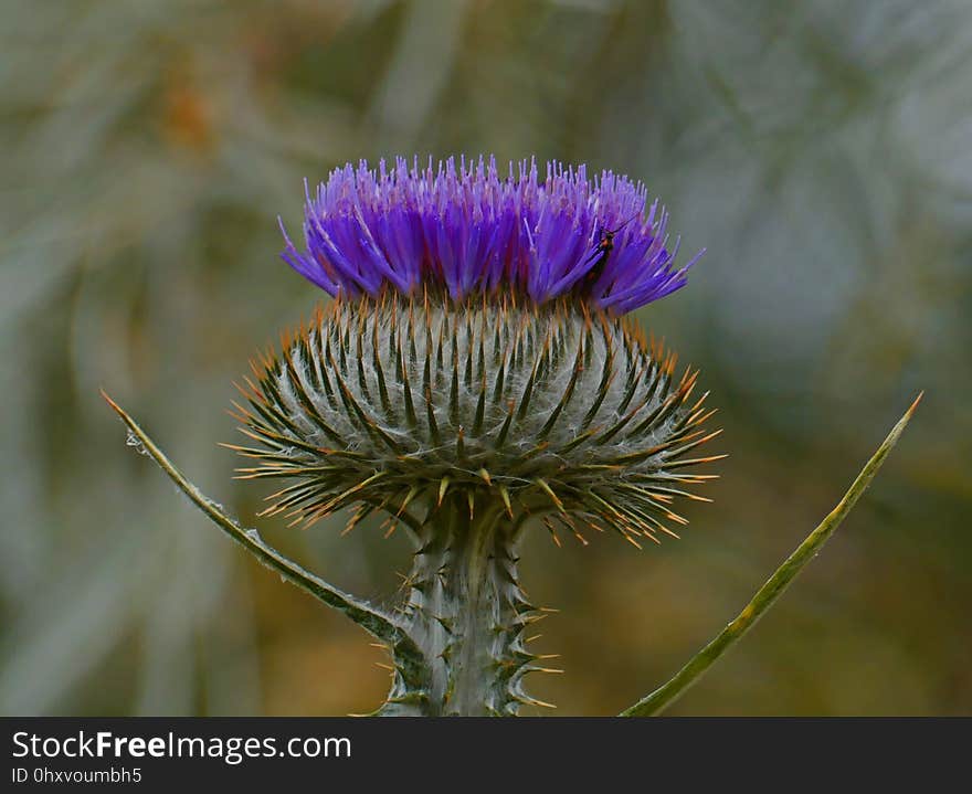 Thistle, Cynara, Artichoke Thistle, Silybum