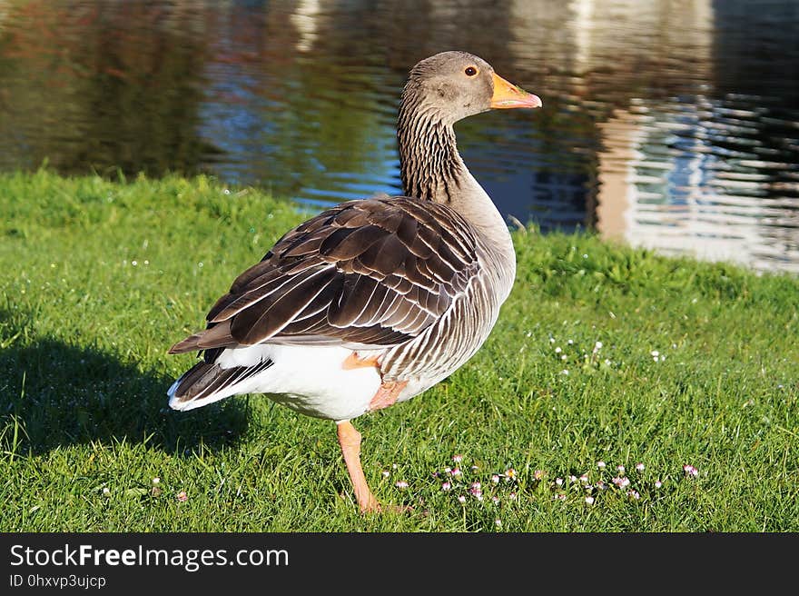 Bird, Water Bird, Fauna, Goose