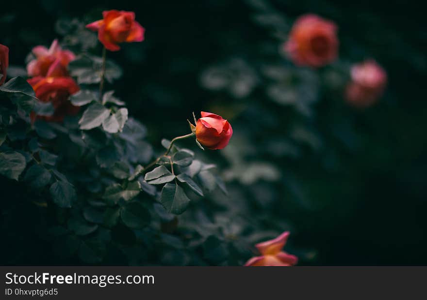 Flower, Flowering Plant, Petal, Flora