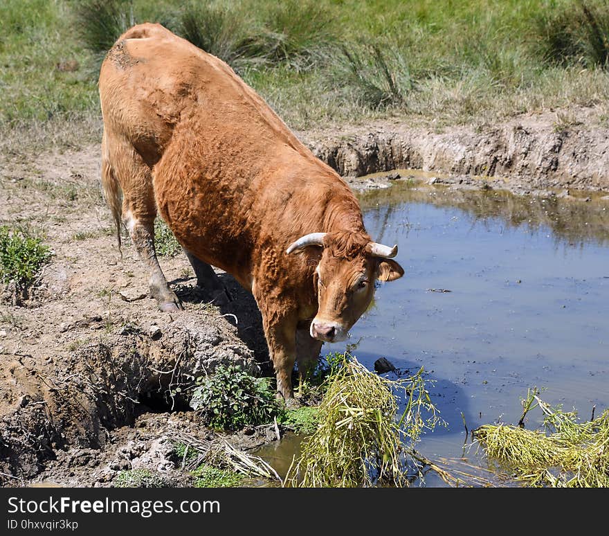 Cattle Like Mammal, Highland, Wildlife, Pasture