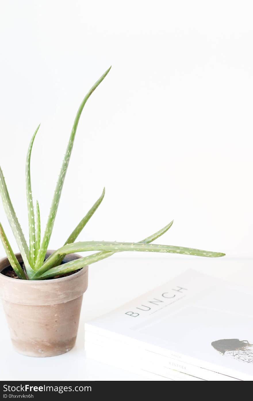 Plant, Flowerpot, Aloe, Plant Stem