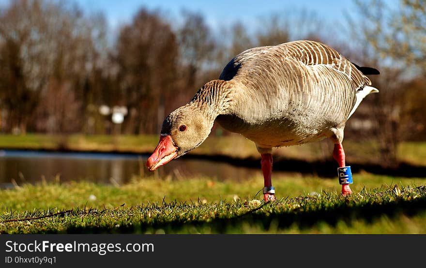 Bird, Water Bird, Beak, Ducks Geese And Swans