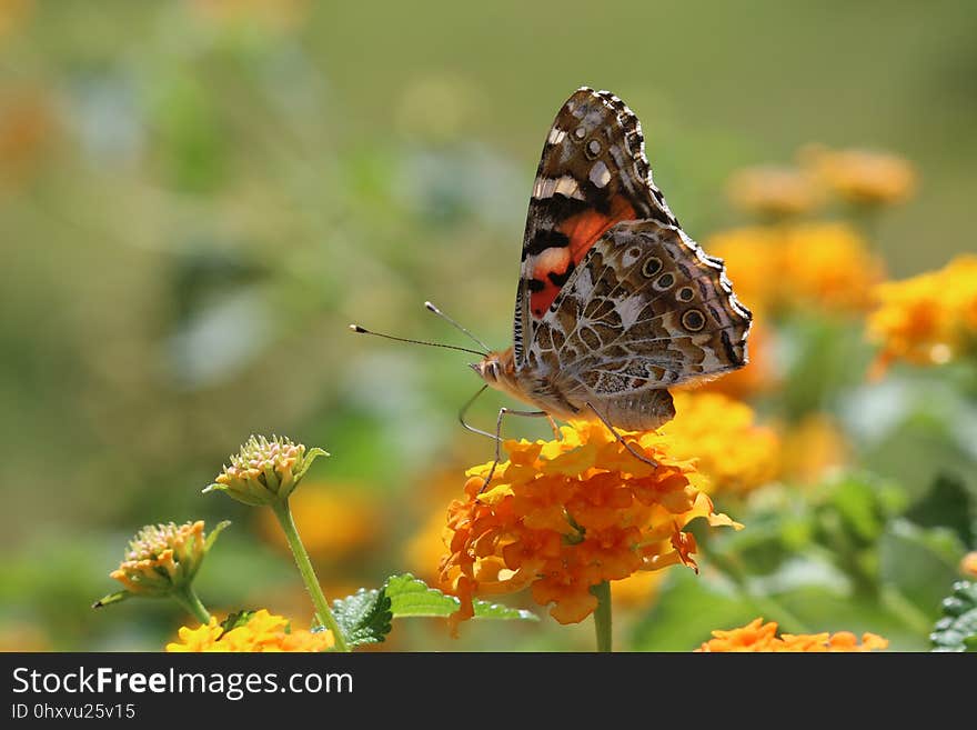 Butterfly, Moths And Butterflies, Insect, Nectar