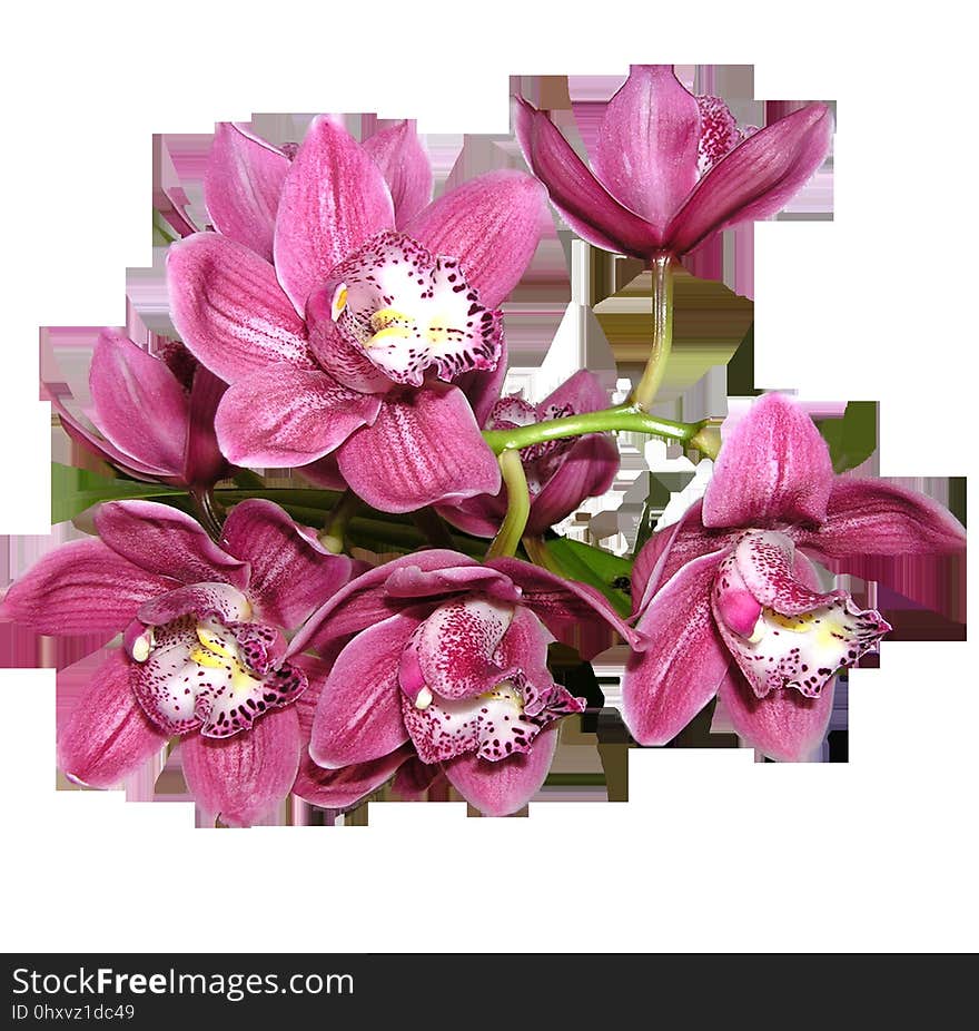 Flower, Flowering Plant, Pink, Cut Flowers