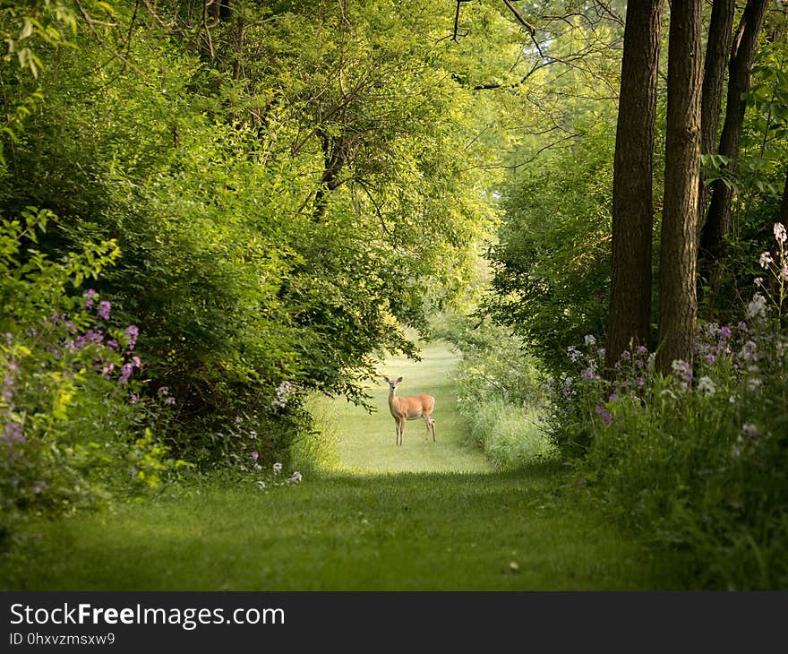 Nature, Vegetation, Green, Woodland