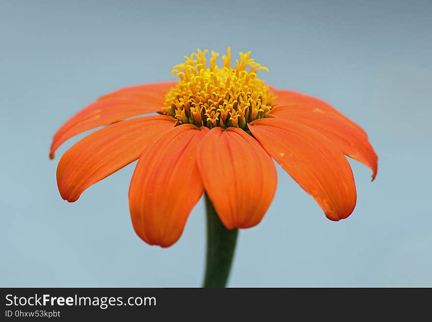 Flower, Orange, Petal, Flora