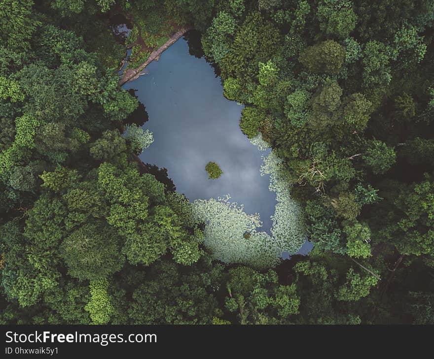 Vegetation, Nature Reserve, Ecosystem, Water