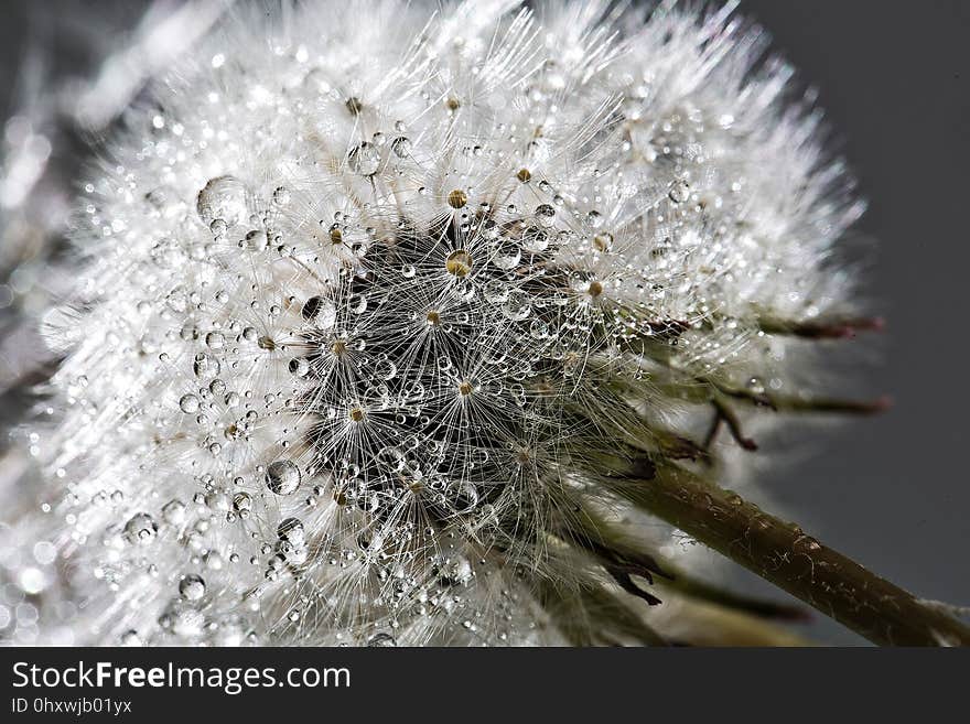 Water, Dandelion, Macro Photography, Close Up