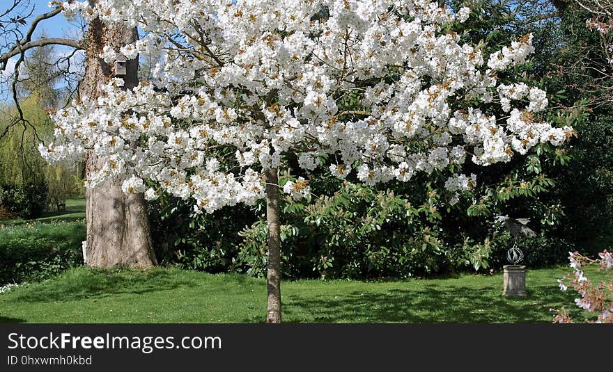 Plant, Flower, Spring, Blossom