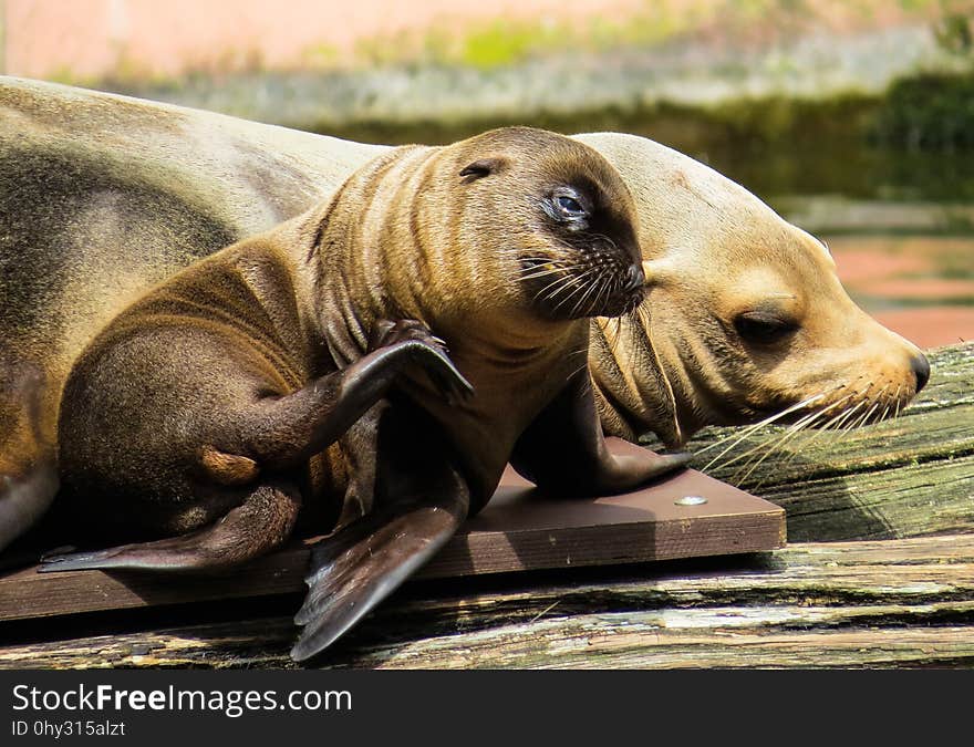 Seals, Fauna, Mammal, Terrestrial Animal