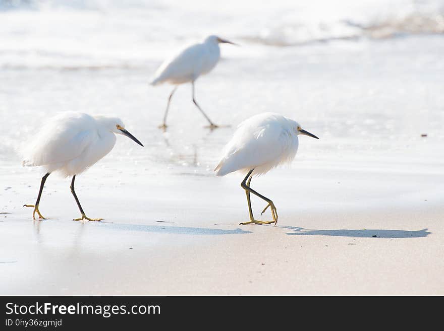 Bird, Shore, Shorebird, Beak