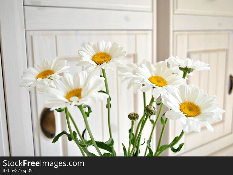 Flower, Yellow, Flowering Plant, Cut Flowers