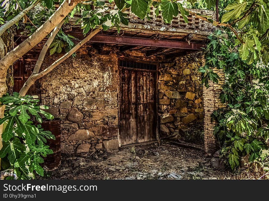 Jungle, Outdoor Structure, Forest, Tree