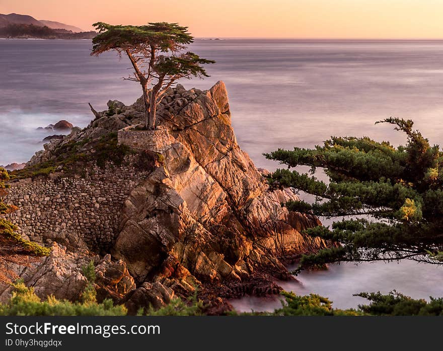 Nature, Tree, Coast, Vegetation