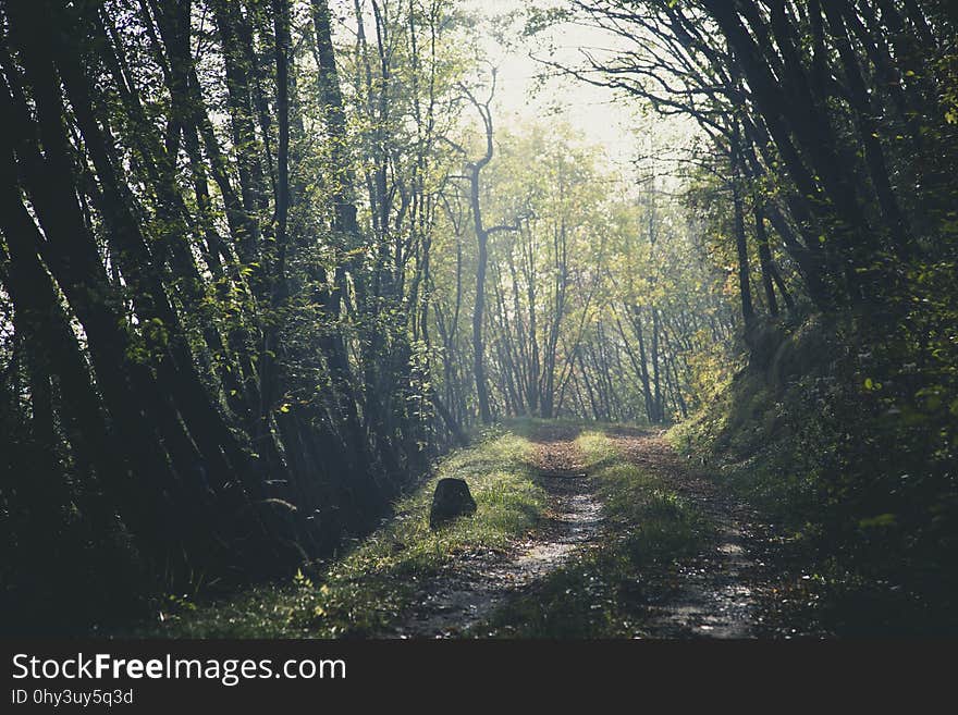 Nature, Woodland, Forest, Tree